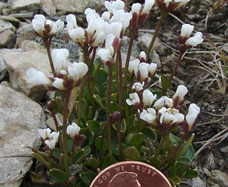 Cardamine bellidifolia