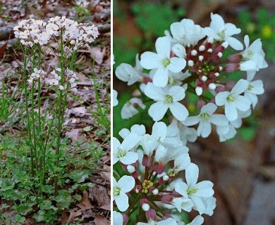 Cardamine bulbosa