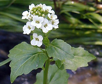 Cardamine cordifolia