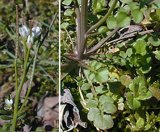 Cardamine hirsuta