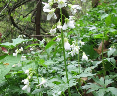 Cardamine maxima