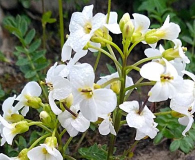 Cardamine microphylla