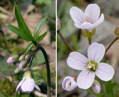 Cardamine nuttallii