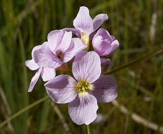 Cardamine nymanii