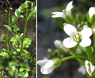 Cardamine penduliflora