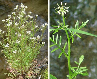 Cardamine pensylvanica