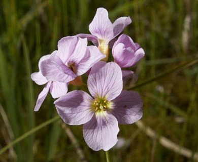 Cardamine polemonioides