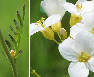 Cardamine pratensis