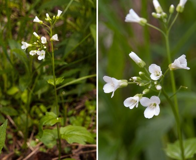 Cardamine rotundifolia