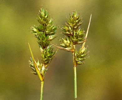 Carex adusta