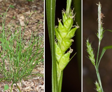 Carex amphibola