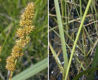 Carex annectens