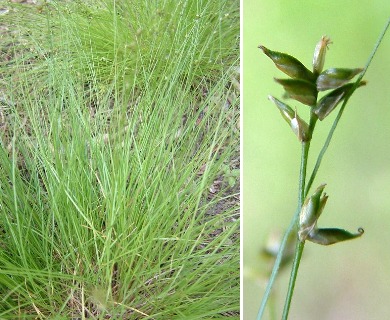 Carex appalachica