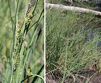 Carex aquatilis