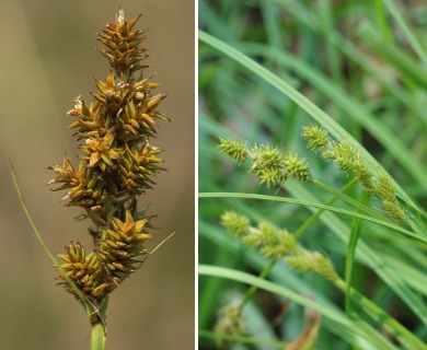 Carex arcta