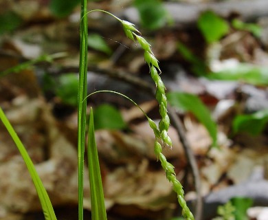 Carex arctata