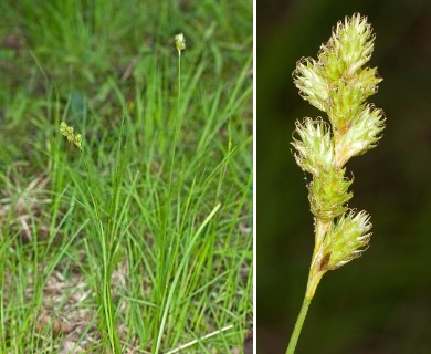 Carex argyrantha