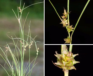 Carex arkansana