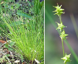 Carex atlantica