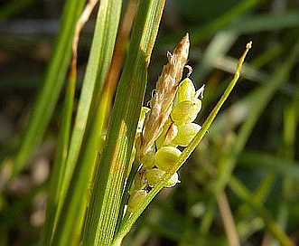 Carex aurea