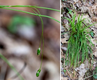 Carex austrocaroliniana