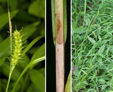 Carex baileyi