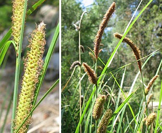 Carex barbarae