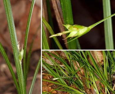 Carex basiantha