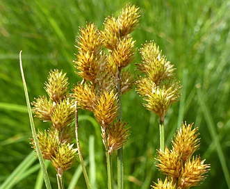 Carex bebbii