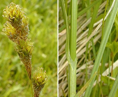 Carex bicknellii