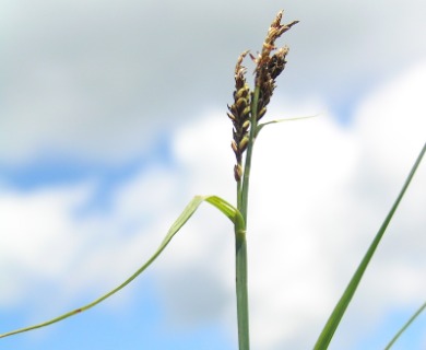 Carex bigelowii