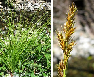 Carex bolanderi