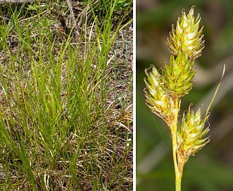 Carex brevior