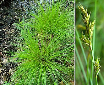 Carex bromoides