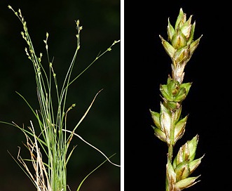 Carex brunnescens