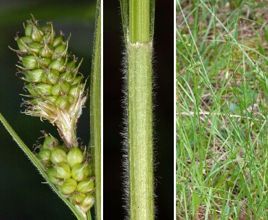 Carex bushii