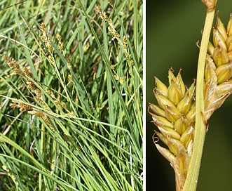 Carex canescens