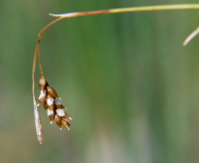 Carex capillaris