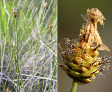 Carex capitata