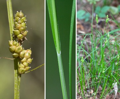 Carex caroliniana