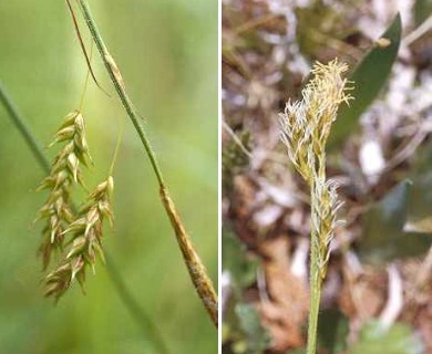 Carex castanea