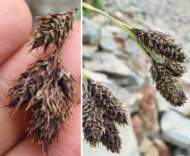 Carex chalciolepis