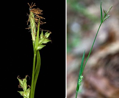 Carex chapmanii