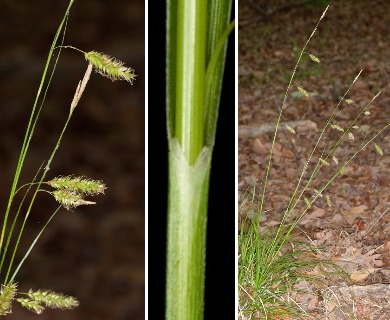 Carex cherokeensis