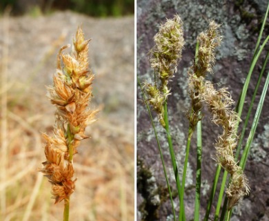 Carex chihuahuensis