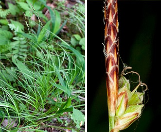 Carex communis