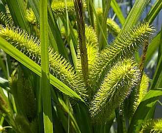 Carex comosa