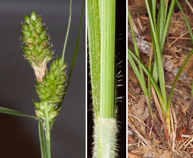 Carex complanata