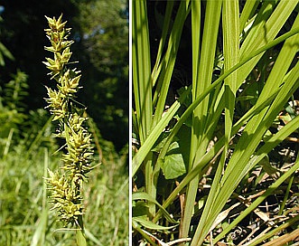 Carex conjuncta