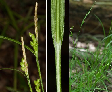 Carex corrugata